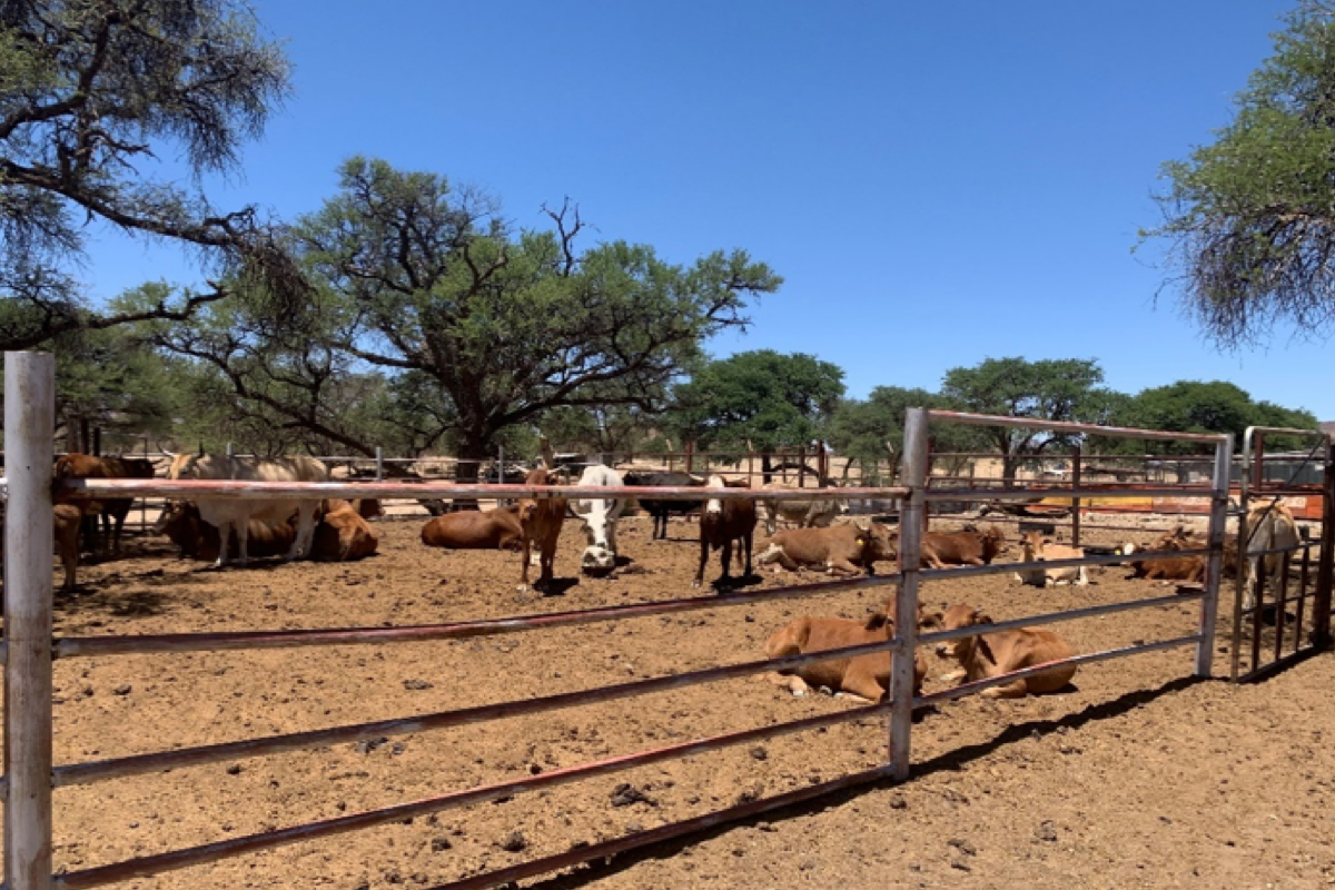 Livestock farming